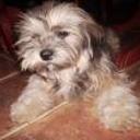 Chiqui