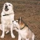 Nanook