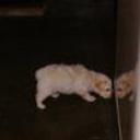 Peluche