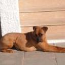 Syra