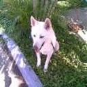 Principe