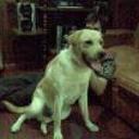 Tiberio
