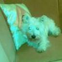 Roky