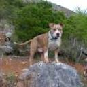 Turko