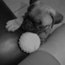 Rocco