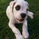 Choper