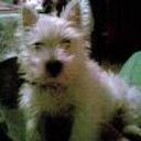 Flipi