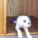 Choper jr.