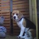 Shiloh