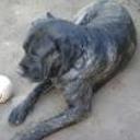 Bruno
