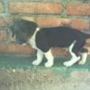 Chicho