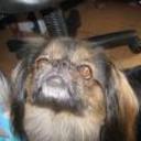 Bethoven rintintin