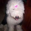 Lola