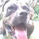 Indio