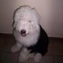 Lola