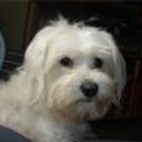 Peluchin