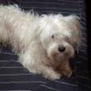 Peluchin