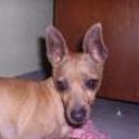 Canela