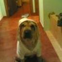 Noah