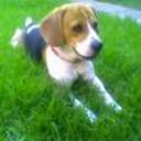 Shiloh