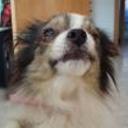 Chiquita