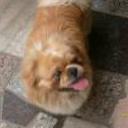 Oshiro