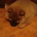 Rocko