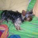 Felipe