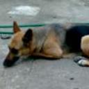Conye