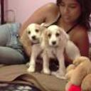 Guffy y princesa