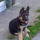 Coky