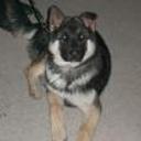 Otto