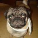 Junior