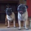 Chiko y junior