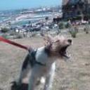 Pipi