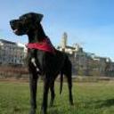 Puca