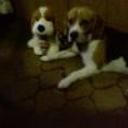 Shiloh