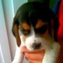Wanda