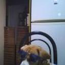Shiloh