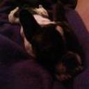 Pancho