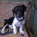 Chicho