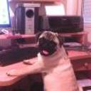 Buster