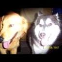 Toffy y coqueta
