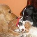 Duque y balto