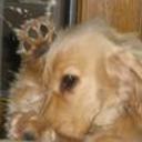Duque