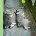 Duke y milly