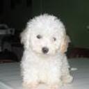 Chiqui