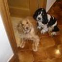 Duque y balto