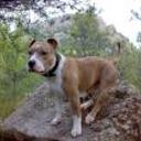 Turko