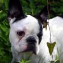 Rocco